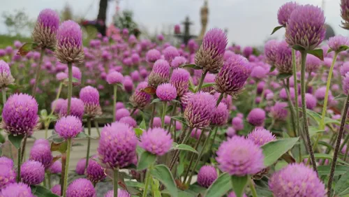 beautiful soft pink gomphrena globosa
